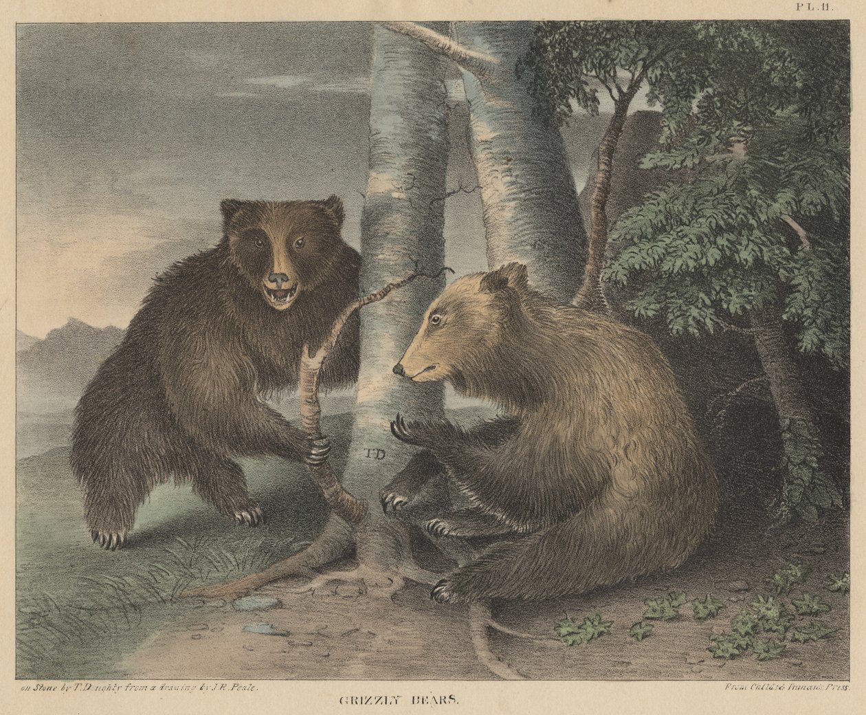 Grizzly Bears, indgraveret af Thomas Doughty, fra Doughtys The Cabinet of Natural History and American Rural Sports, 1830 af J. R. Peale