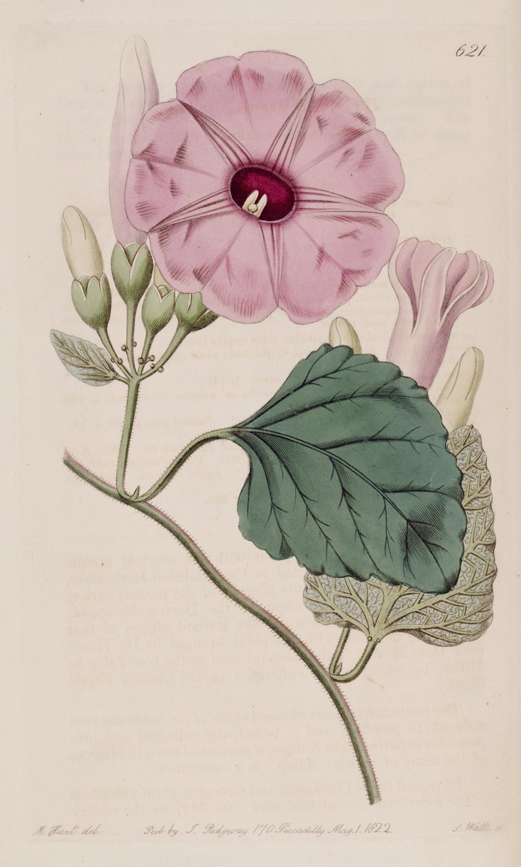 Ipomoea jalapa af J.Sims