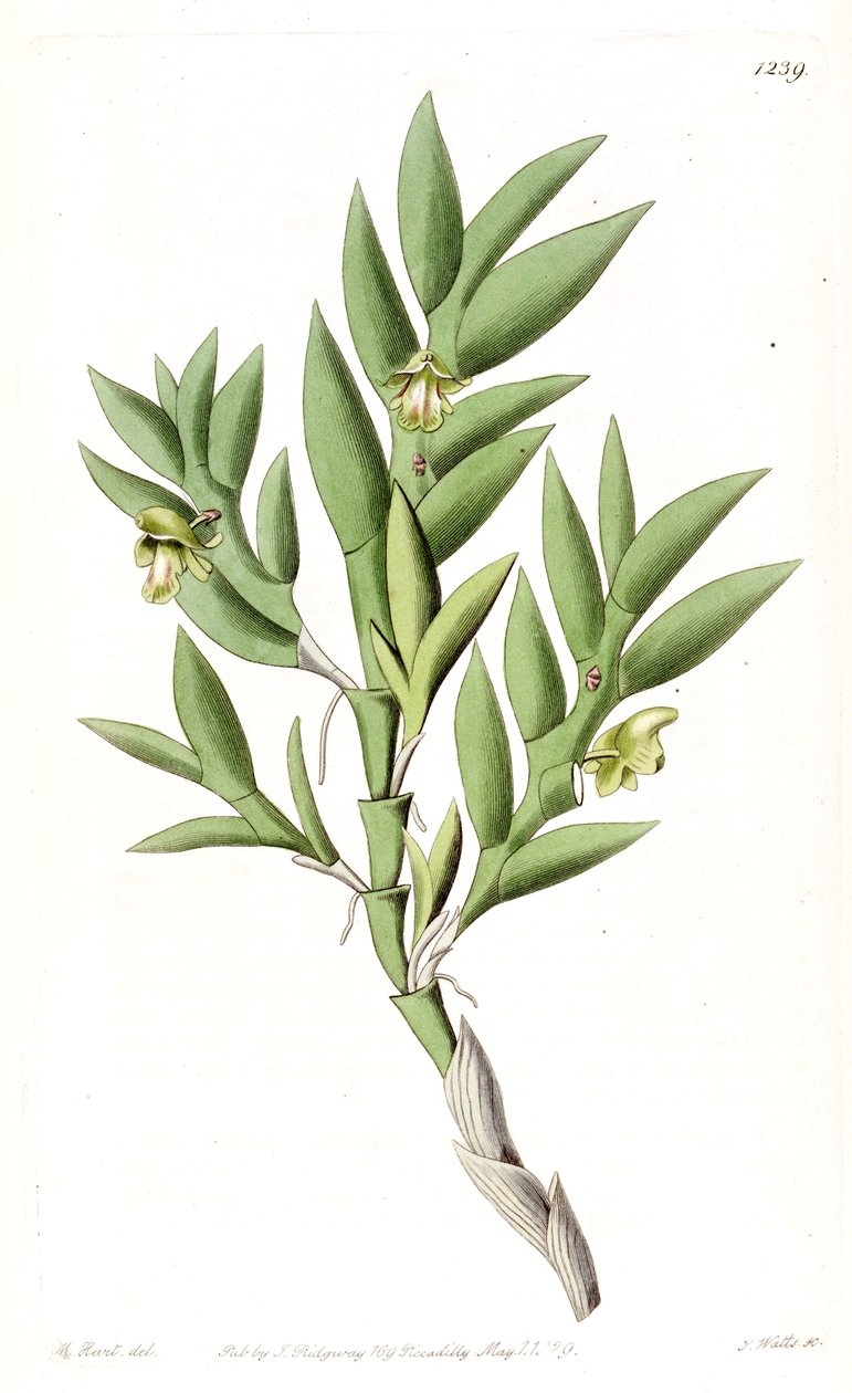 Aporum anceps eller Dendrobium anceps af Jams  Watts