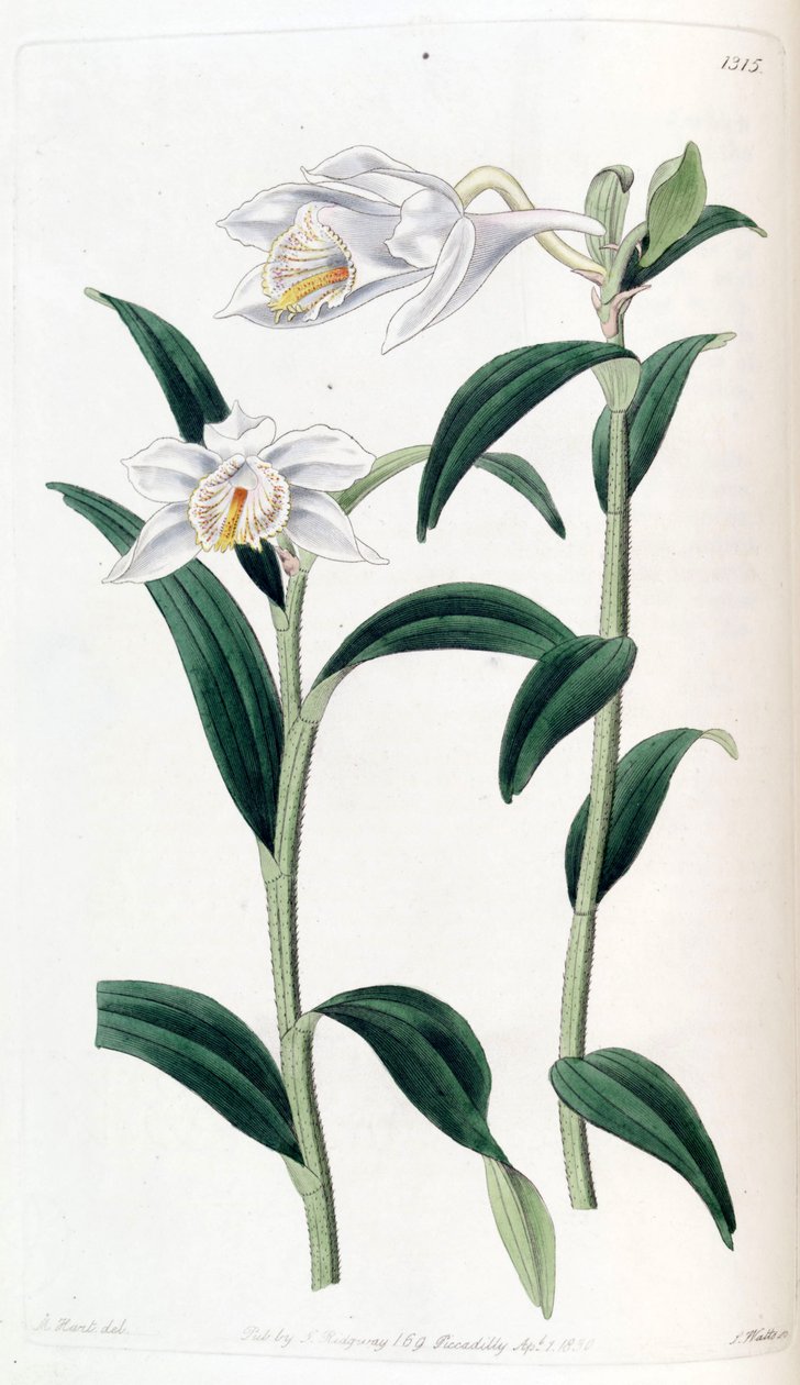 Dendrobium longicornu af Jams  Watts