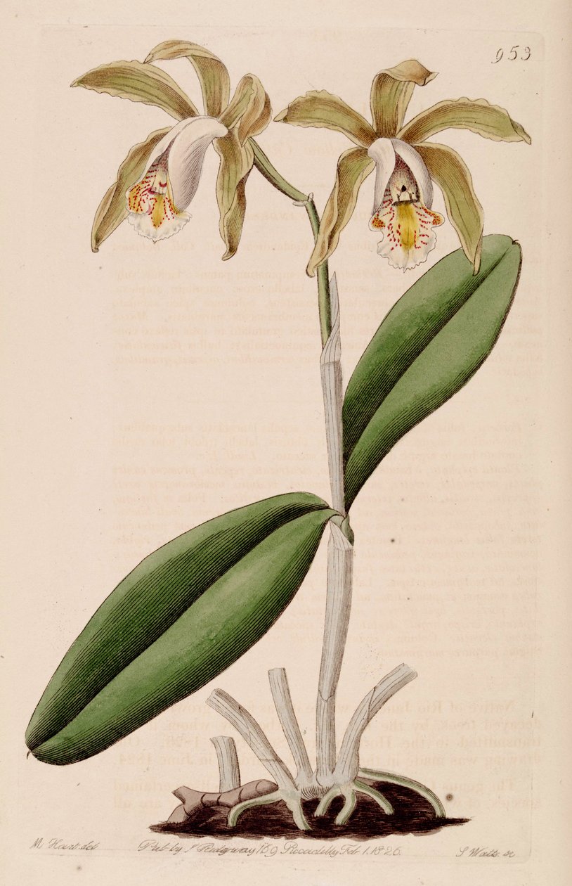 Illustration af Cattleya forbesii af Jams  Watts