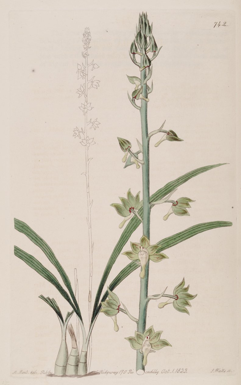 Illustration af Eulophia gracilis af Jams  Watts