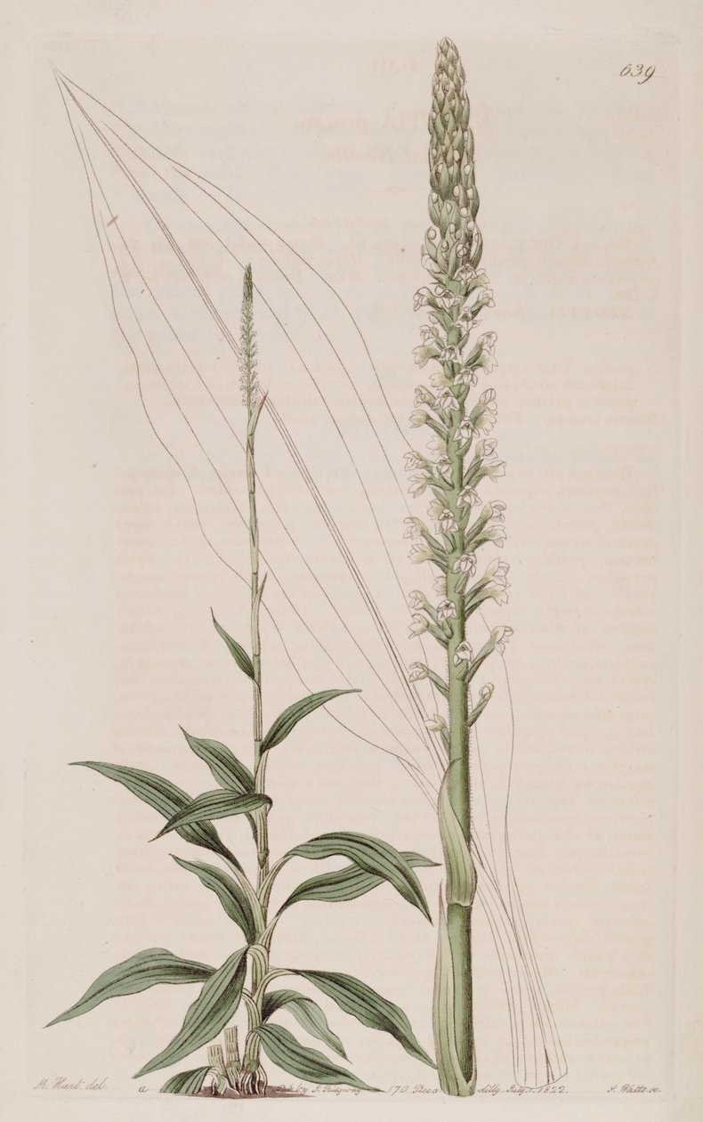 Illustration af Goodyera procera (som syn. Neottia procera) af Jams  Watts
