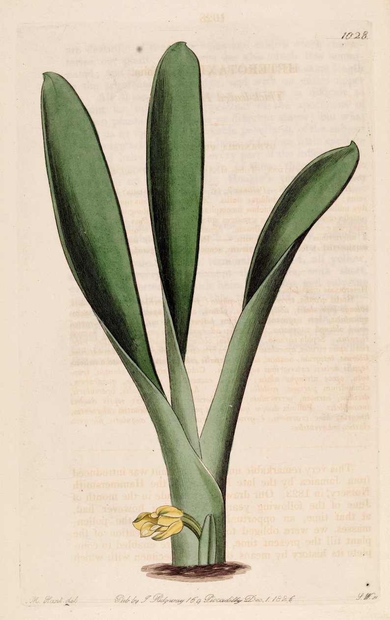 Illustration af Heterotaxis sessilis (som syn. Heterotaxis crassifolia) af Jams  Watts