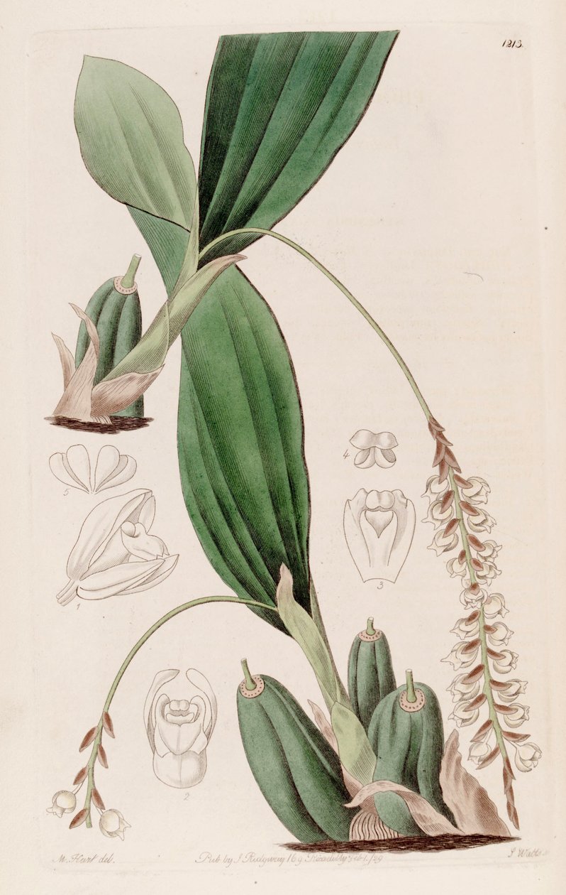 Illustration af Pholidota imbricata af Jams  Watts