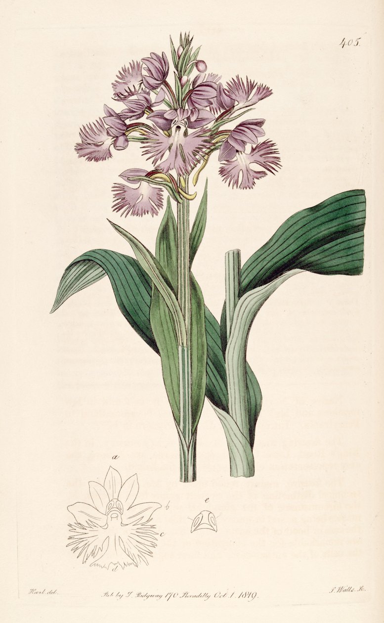 Illustration af Platanthera grandiflora (som syn. Habenaria fimbriata) af Jams  Watts
