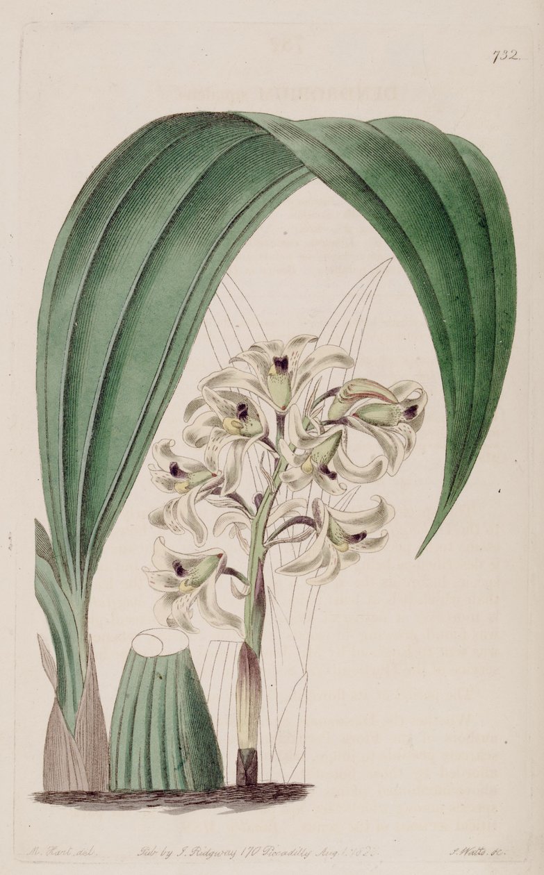 Illustration af Xylobium squalens (som syn. Dendrobium squalens) af Jams  Watts