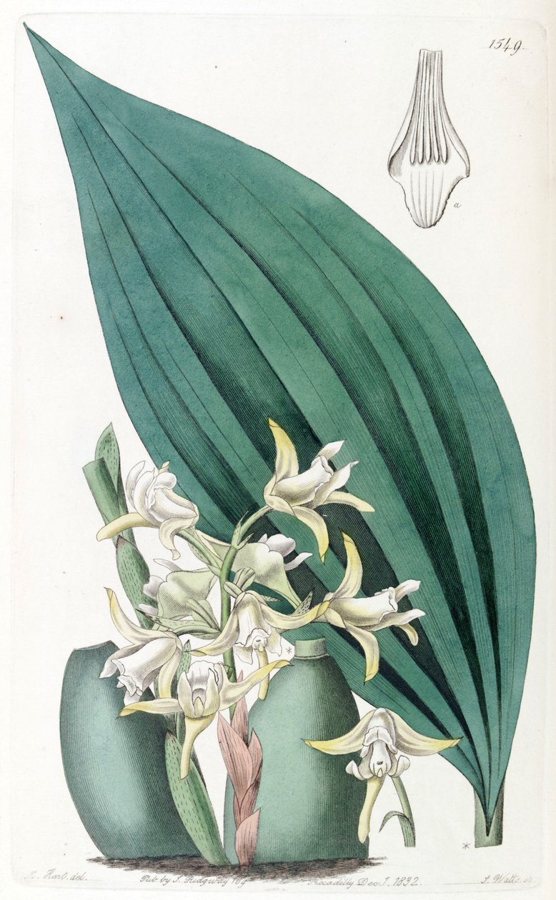Maxillaria palmifolia (som syn. Maxillaria decolor) af Jams  Watts