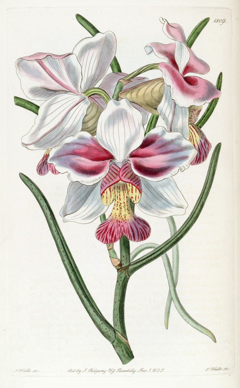 Papilivunante Teresh (Ass. Vanda Teresh) af Jams  Watts
