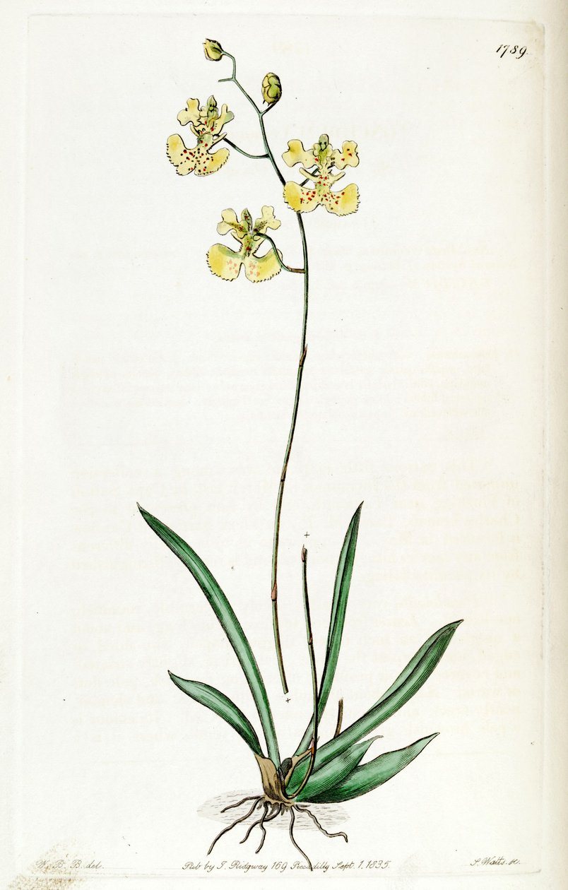 Tolumnia guianensis (som syn. Oncidium lemonianum) af Jams  Watts