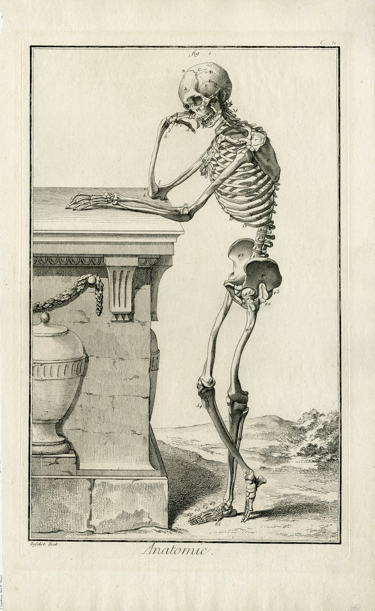 Anatomi - anatomisk undersøgelse af et skelet af J.A. Defehrt