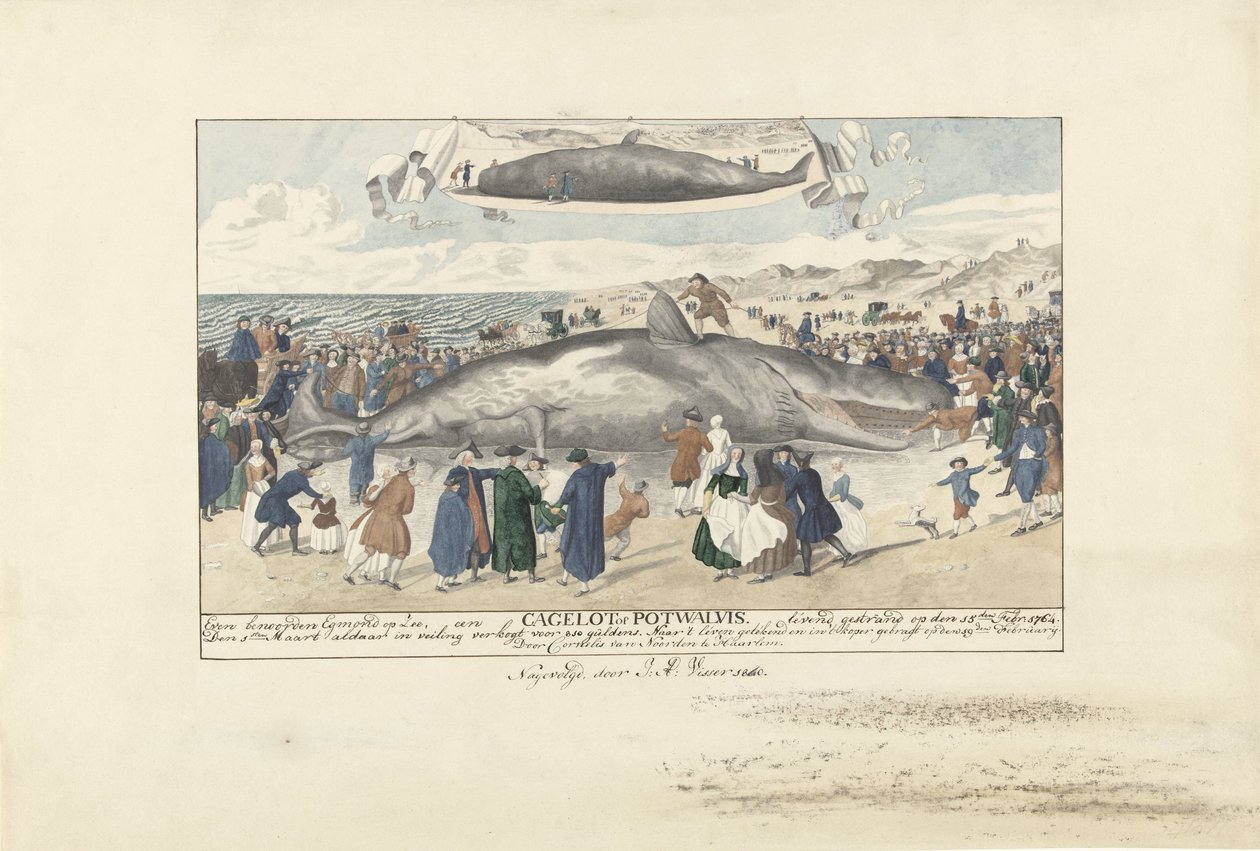 Spermhval strandede ved Egmond aan Zee, 1764 Lige nord for Egmond op Zee, en Cagelot eller Potwhale. strandet i live den 15. feb: 1764. (titel på objekt) af J.A. Visser