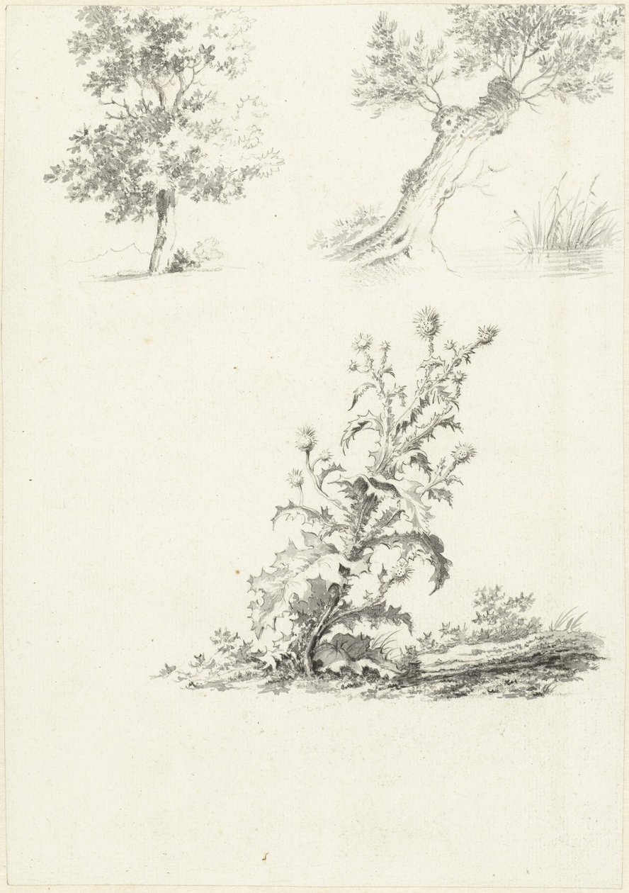 To undersøgelser af et træ og en tidsel af J.B. Joss (attributed to)