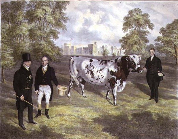 Sir Charles Morgan præsenterer kong William IV med en Shorthorn Bull på Tredegar Castle, Monmouth, graveret af M. Gauci af J.H. (after) Carter