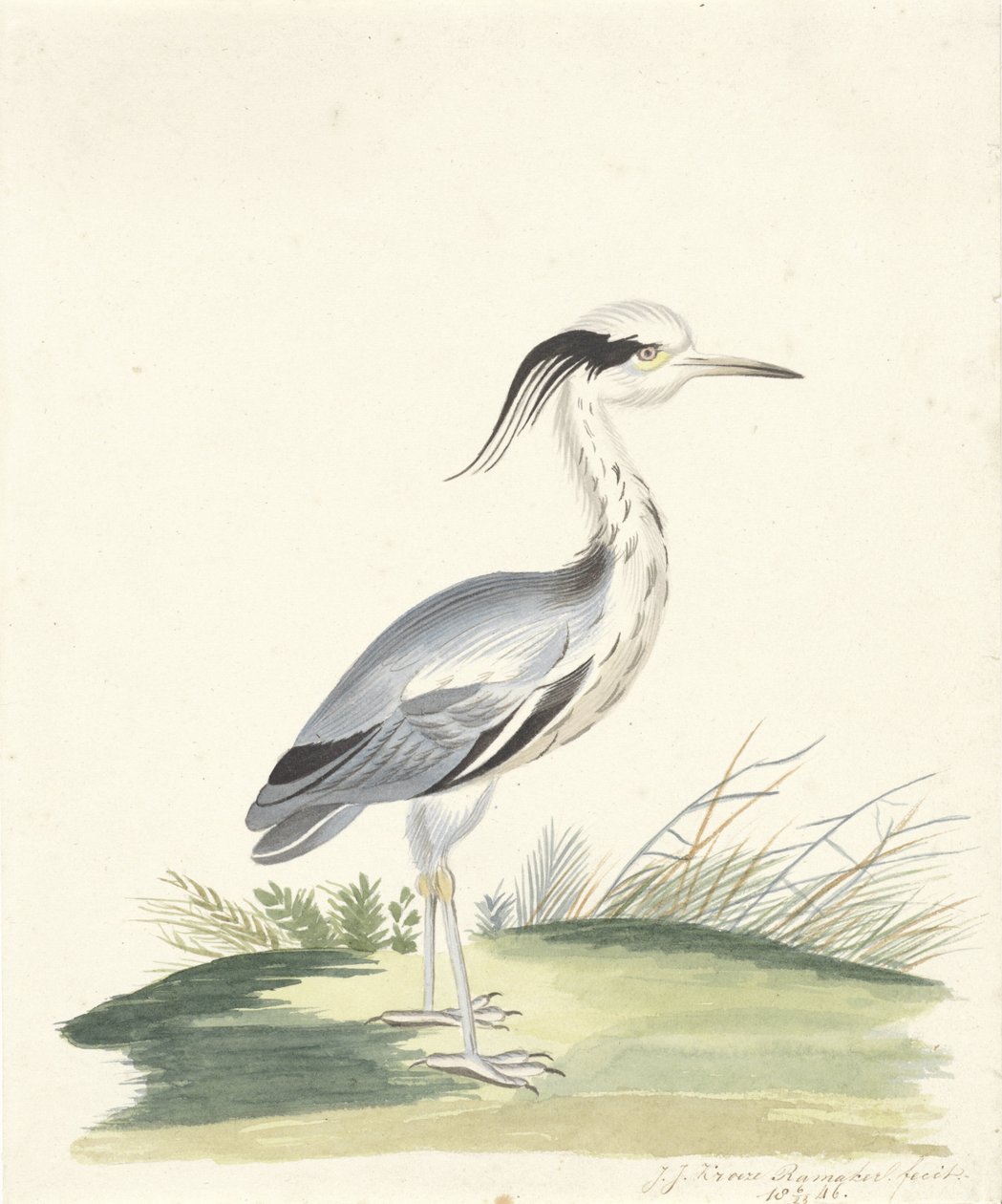 blå hejre af J.J. Ramaker