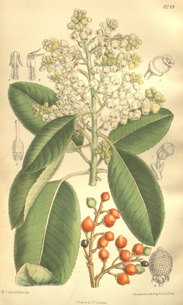 Arbutus menziesii af J.N. Fitch