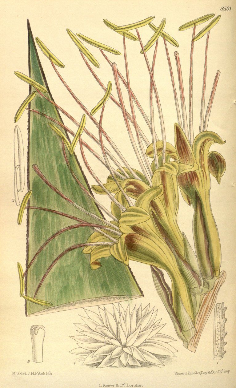 Agave warelliana, Asparagaceae, Agavoideae af J.N. Fitch
