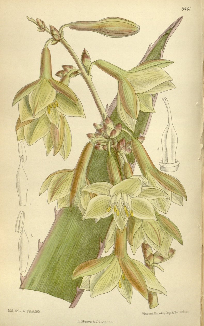 Furcraea elegans (= Furcraea tight), Asparagaceae, Agavoideae af J.N. Fitch
