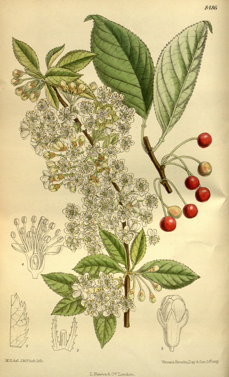 Prunus pensylvanica, Rosaceae af J.N. Fitch