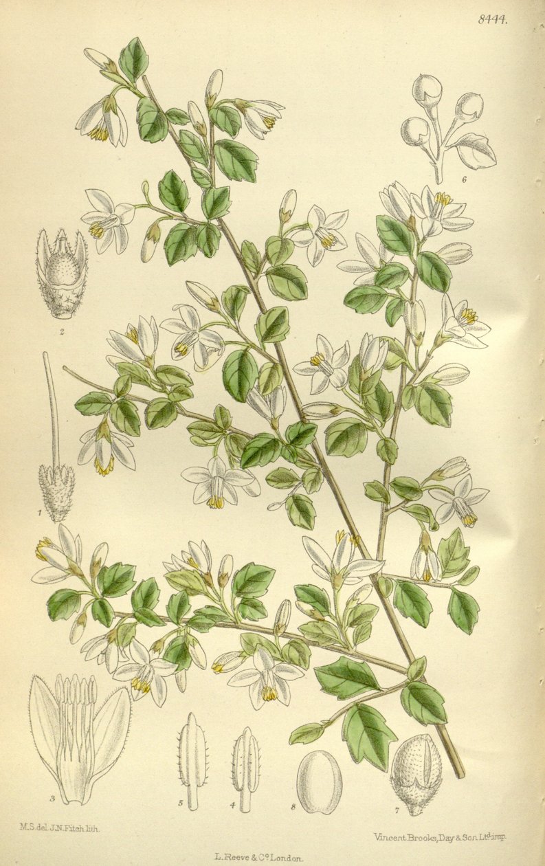 Styrax wilsonii, Styracaceae af J.N. Fitch