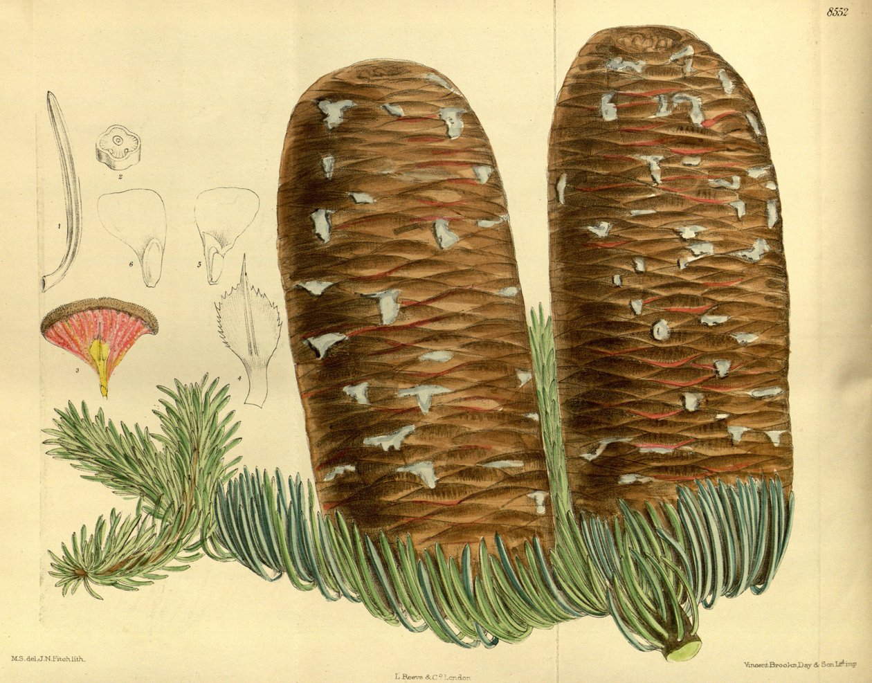 Abies magnifica, Pinaceae af J.N. Fitch