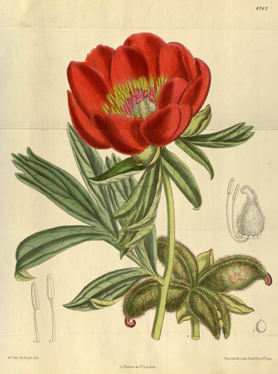 Paeonia peregrina, Paeoniaceae af J.N. Fitch