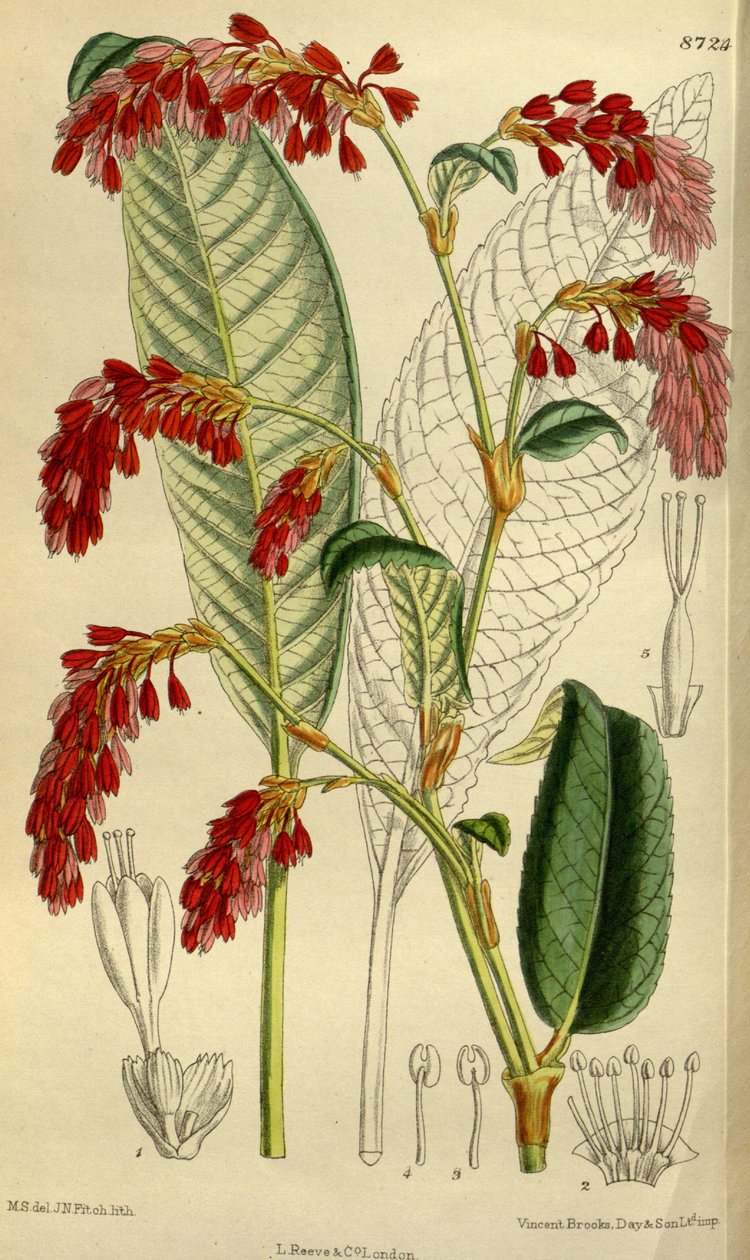 Polygonum griffithii af J.N. Fitch