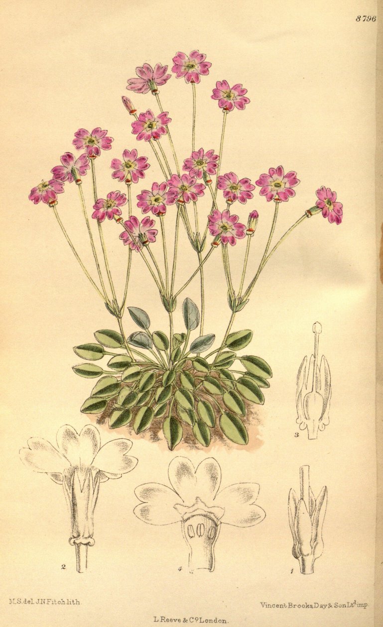 Primula tibetica, Primulaceae af J.N. Fitch
