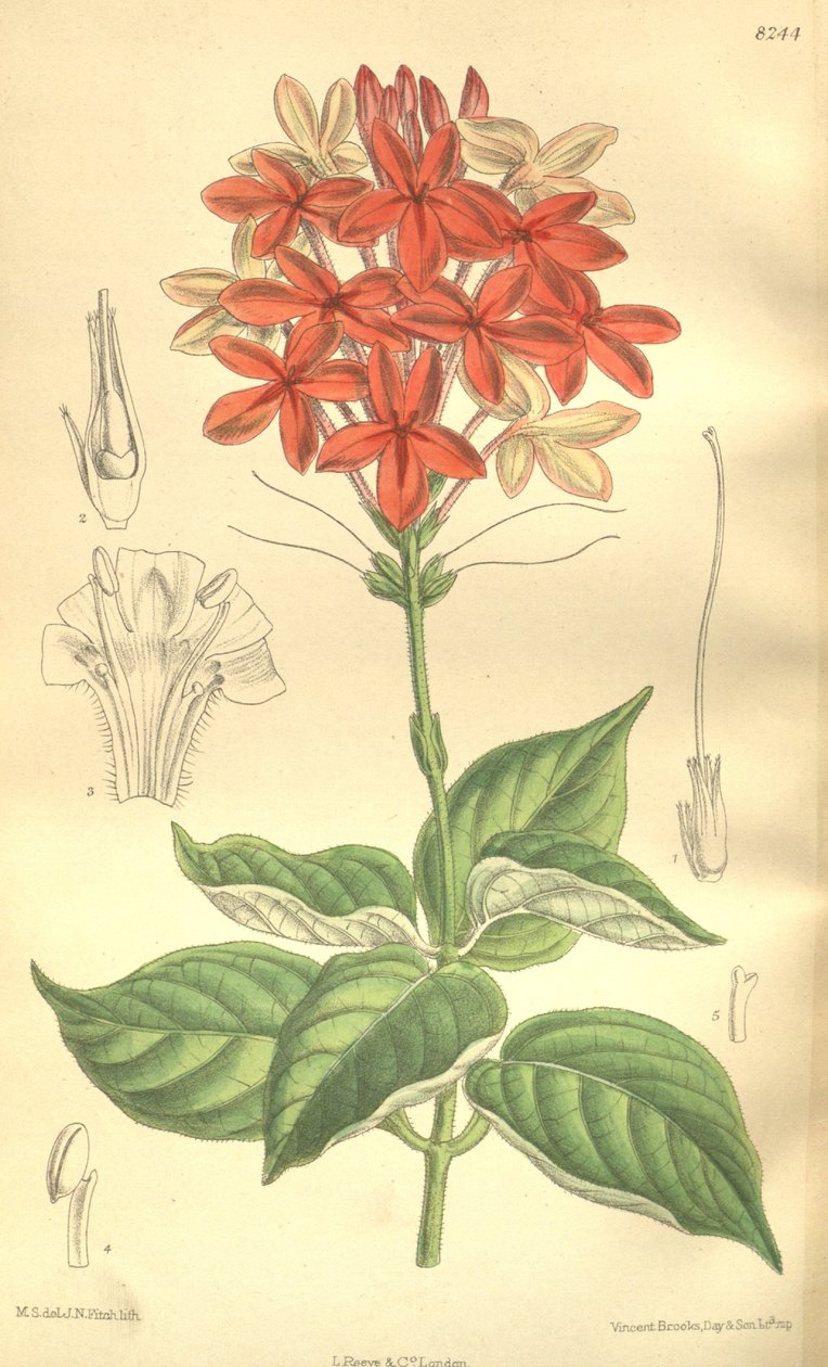 Pseuderanthemum seticalyx (= Ruspolia seticalyx), Acanthaceae af J.N. Fitch