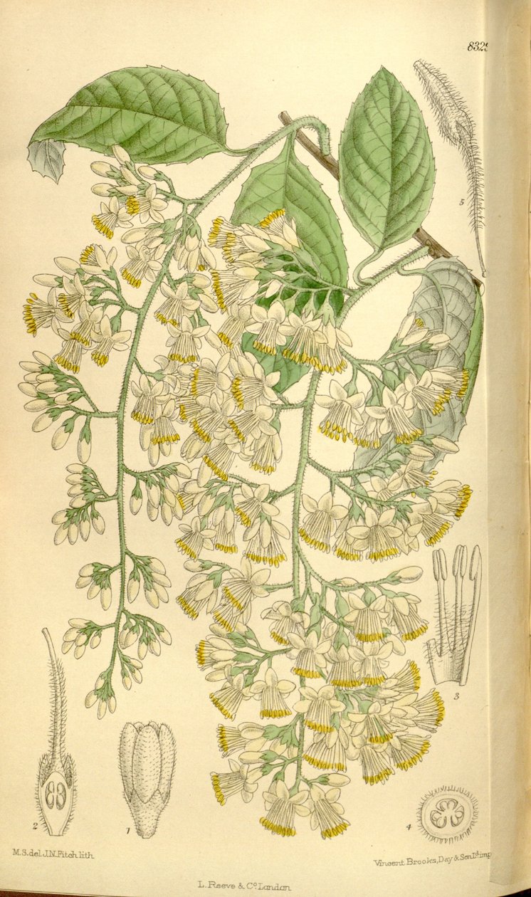 Pterostyrax hispidus, Styracaceae af J.N. Fitch