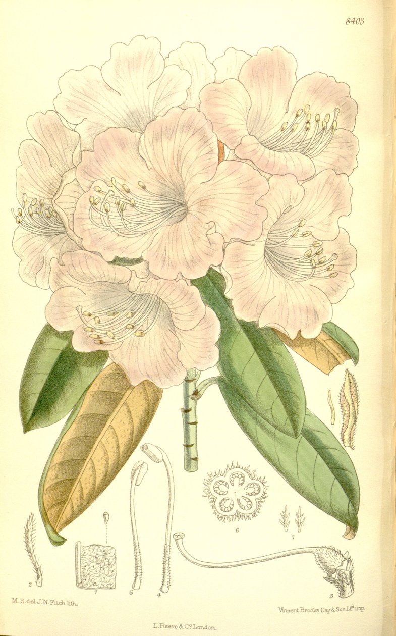Rhododendron japonicum af J.N. Fitch