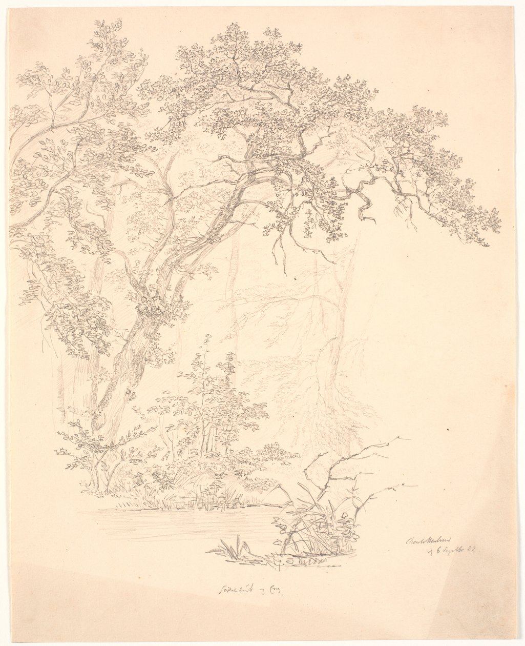 Træer af J.P. Møller