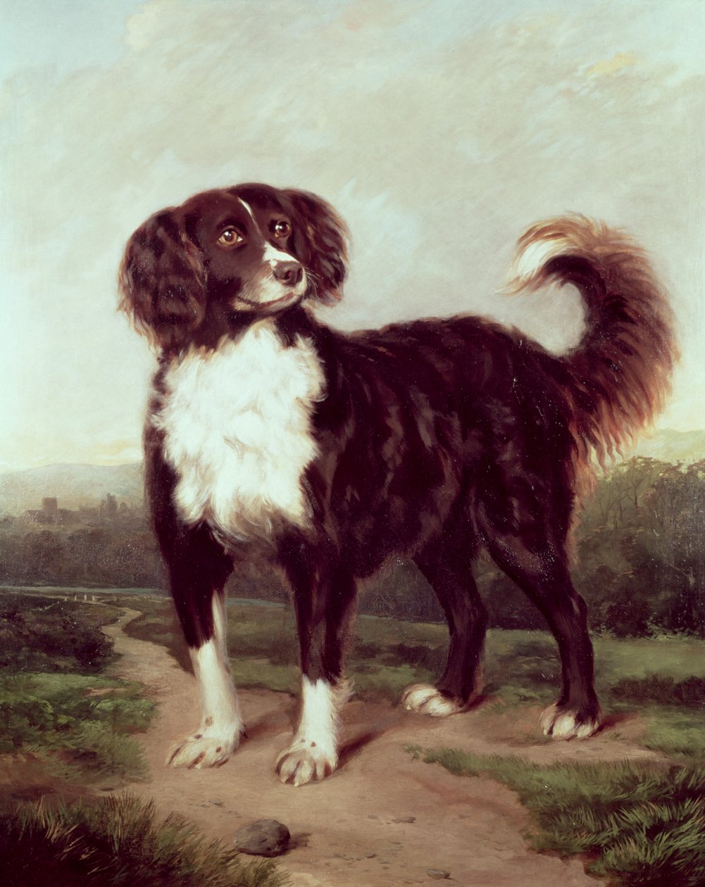 Spaniel af J.W. Morris