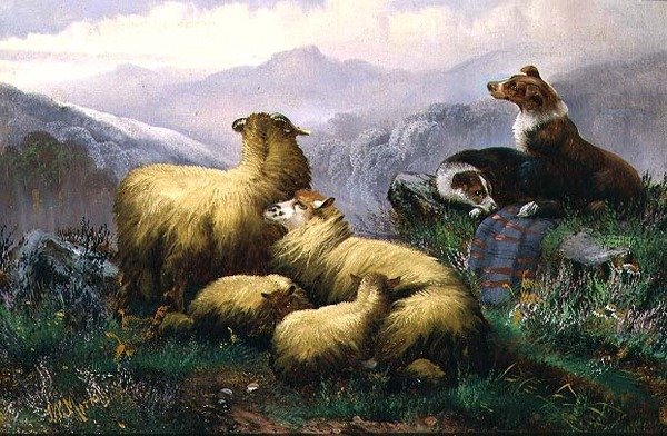 Fårehunde og får i det skotske højland af J.W. Morris