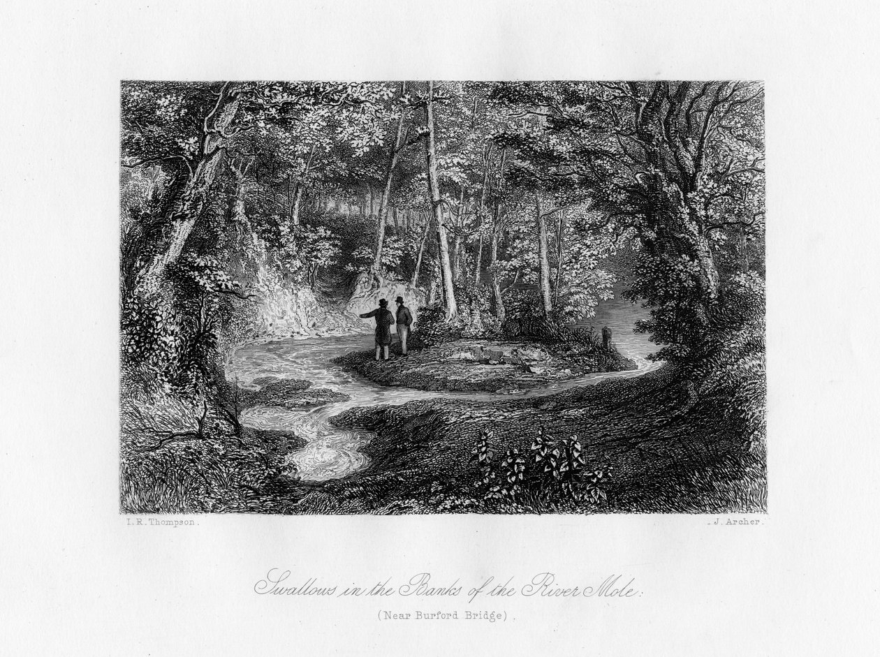 Svaler i bredden af floden Mole, Surrey, 1800-tallet af J. Archer