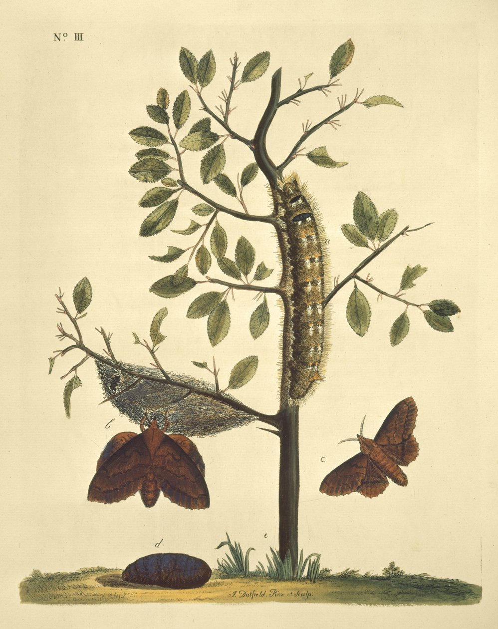 Sommerfugle, larver og planter: Plade nr. 111 af J. Dutfield af J. Dutfield