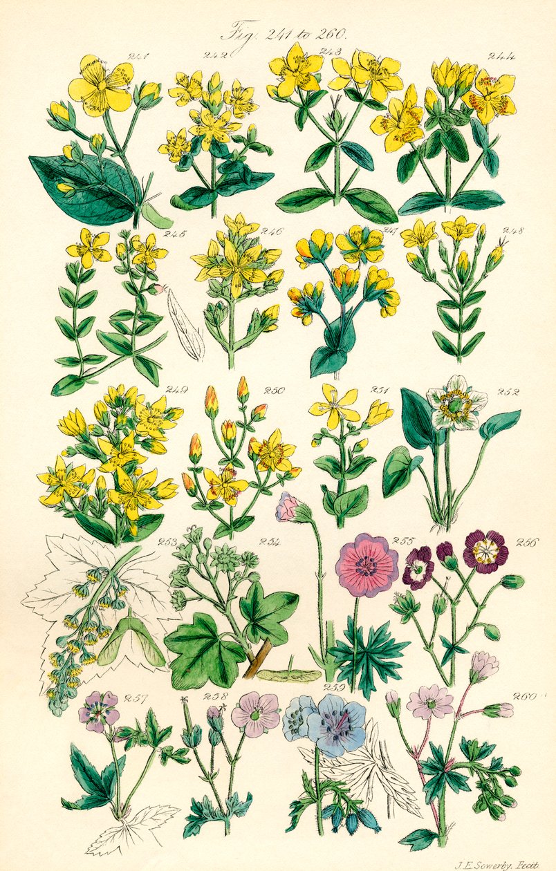 Side med farveillustrationer fra British Wild Flowers efter et værk af J. E. Sowerby og C. P. Johnson af J. E. and Johnson C. P.  Sowerby