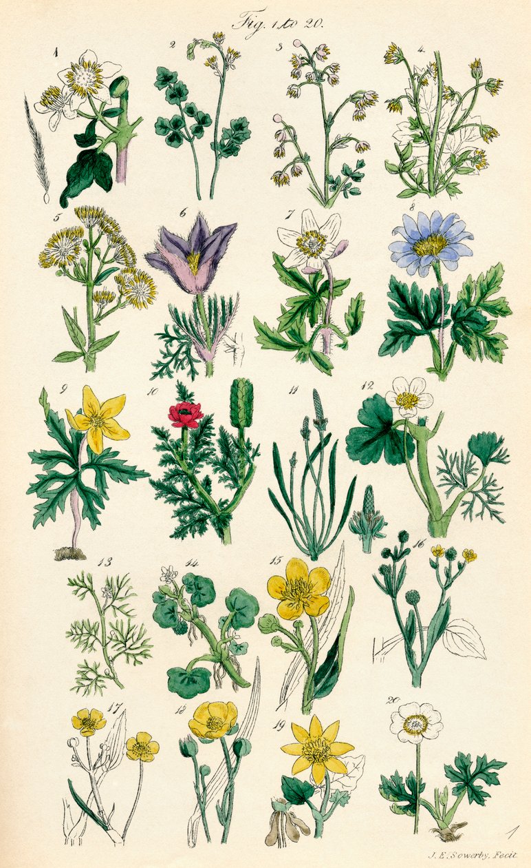 Side med farveillustrationer fra British Wild Flowers efter et værk af J. E. Sowerby og C. P. Johnson af J. E. and Johnson C. P.  Sowerby