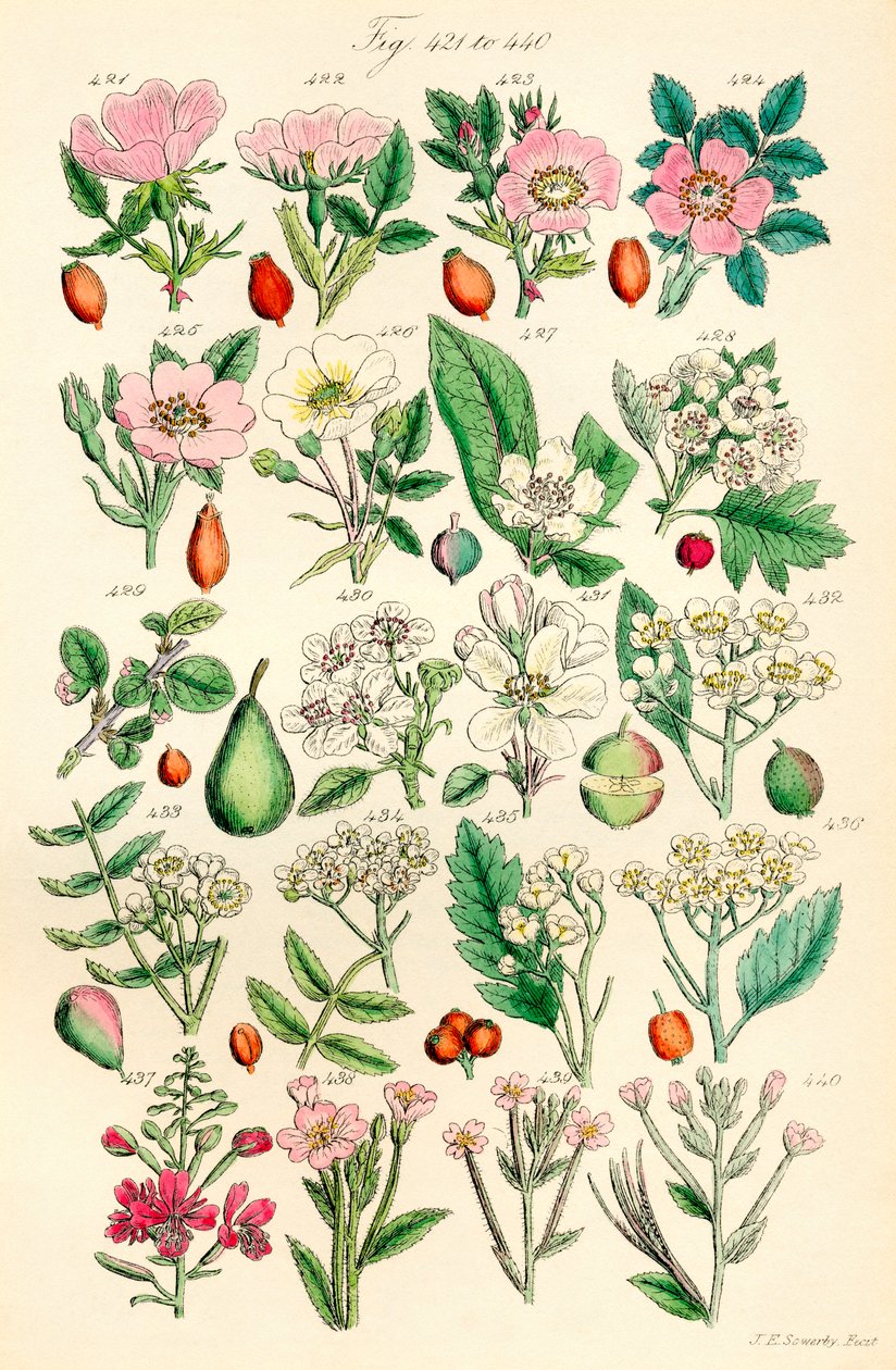Side med farveillustrationer fra British Wild Flowers efter et værk af J. E. Sowerby og C. P. Johnson af J. E. and Johnson C. P.  Sowerby
