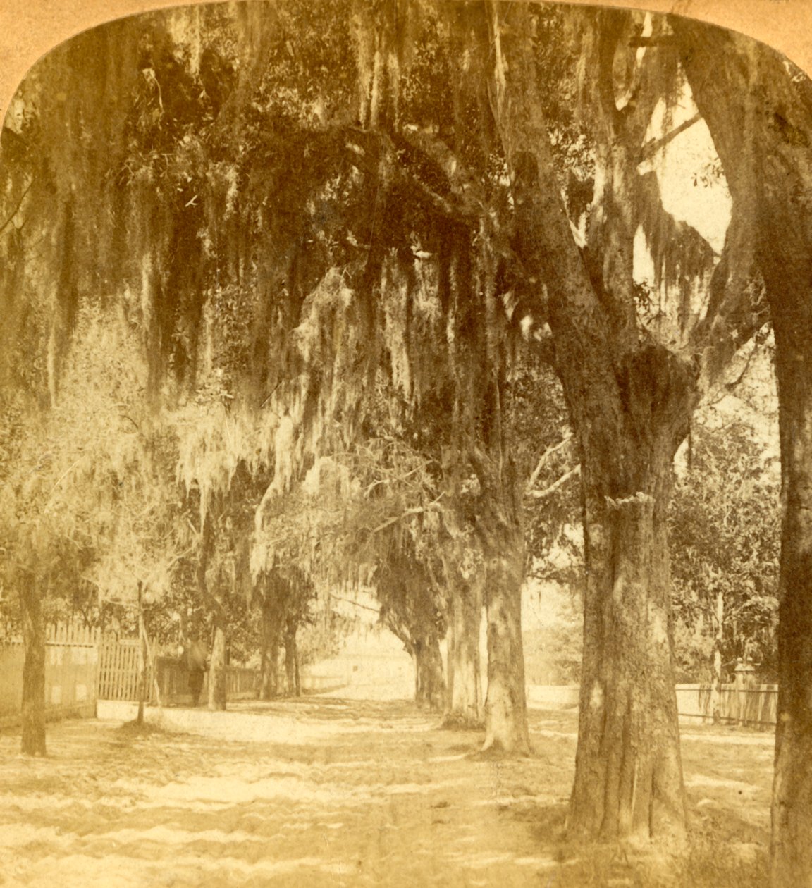 Indgang til St. Augustine, Florida, U.S.A., 1901. af J. F. Jarvis
