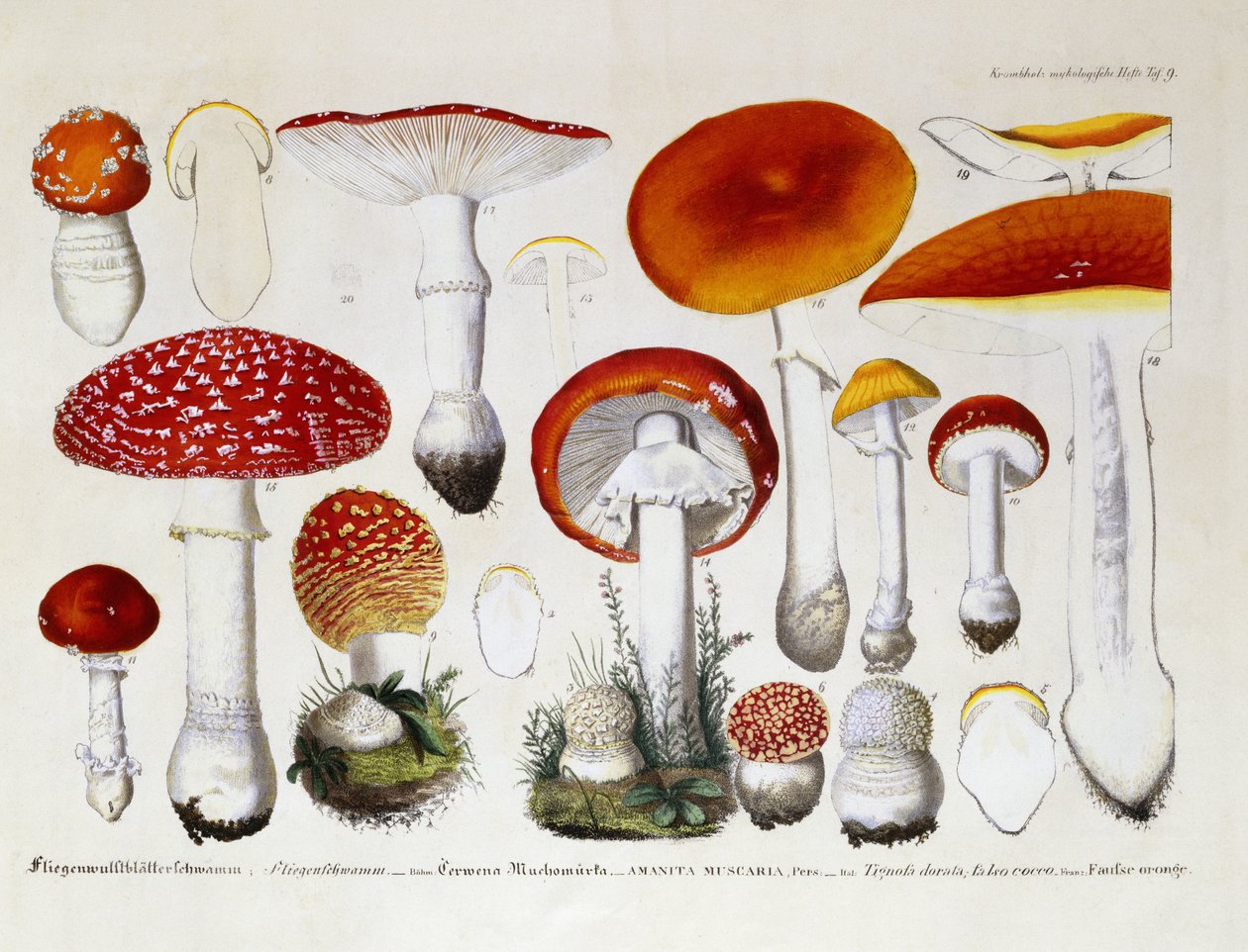 Amanita Muscaria, ca. 1831-46 af J. G. Calve