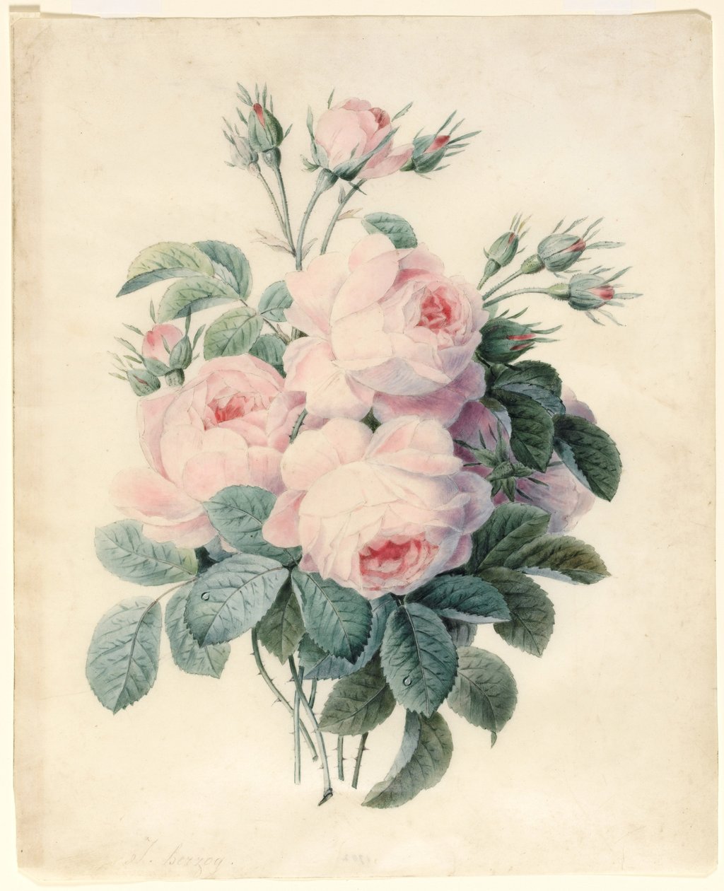 Spray af Centifolia Roses (wc over grafitkontur på vellum) af J. Herzog