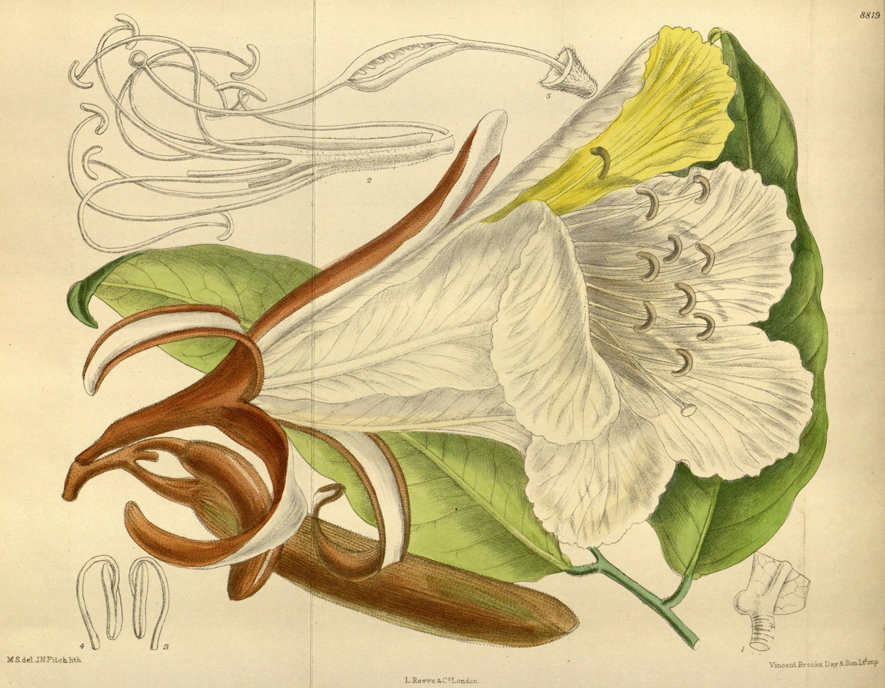 Baikiaea insignis, Fabaceae, Caesalpinioideae af J. N. Fitch
