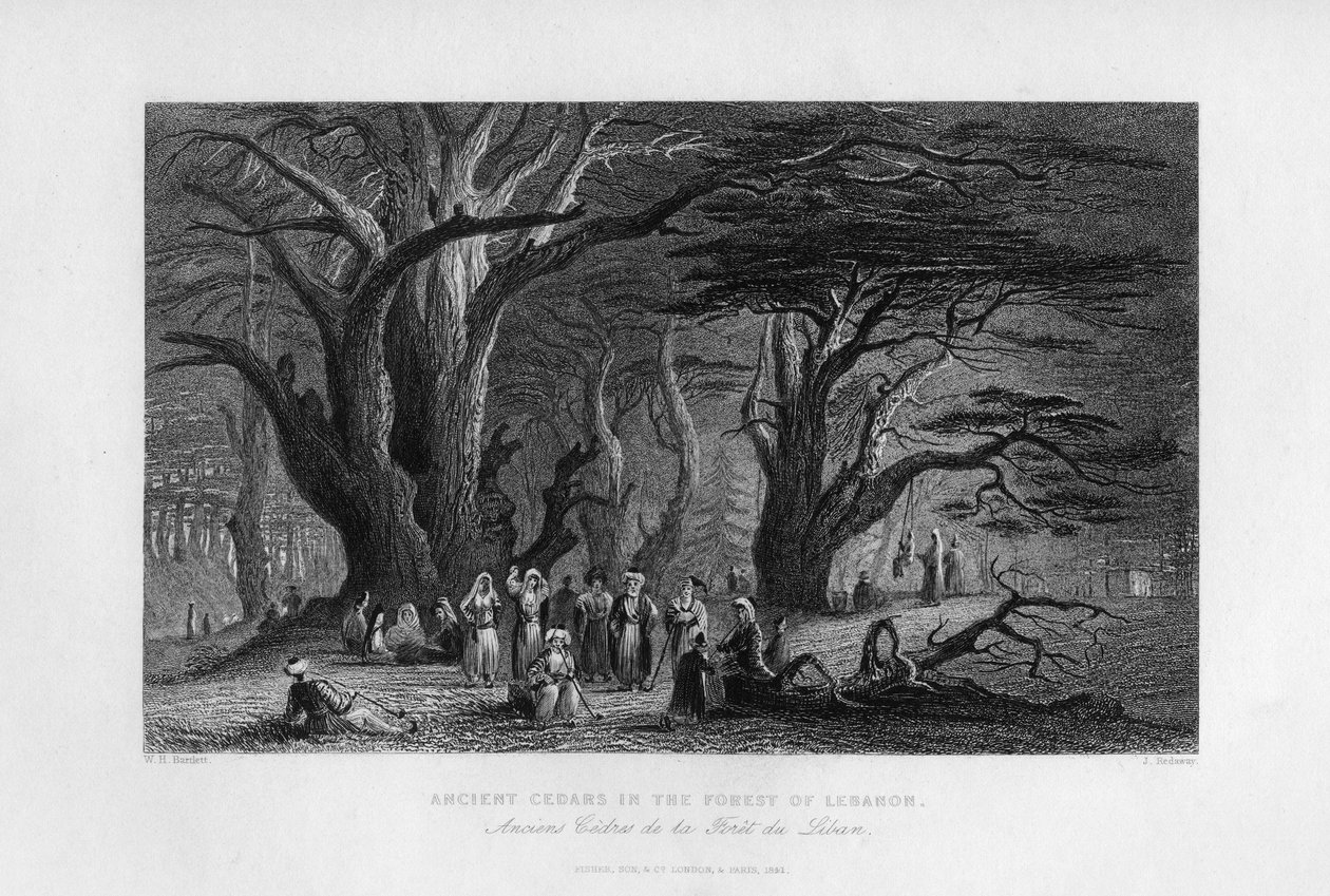 Gamle cedertræer i Libanons skov, 1841 af J. Redaway