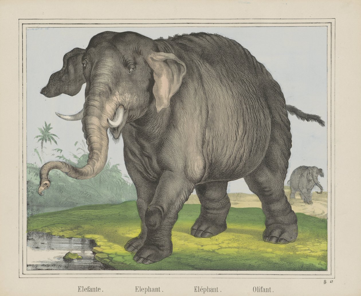 Elefant. / Elefant. / Elefant. / Olifant (titel på objekt) af J. Scotti