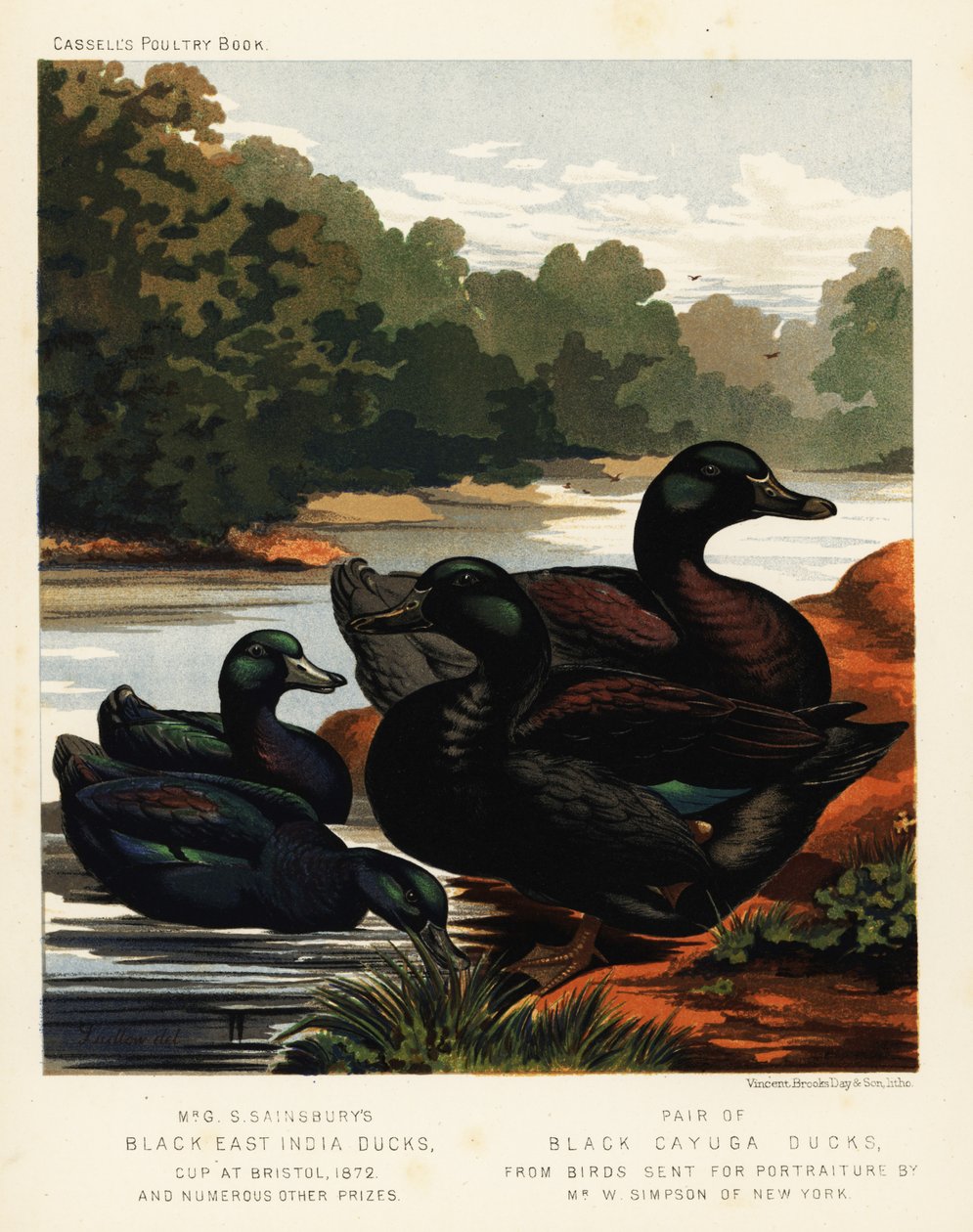 Sorte østindiske ænder og sorte Cayuga ænder. af J. W. (after) Ludlow