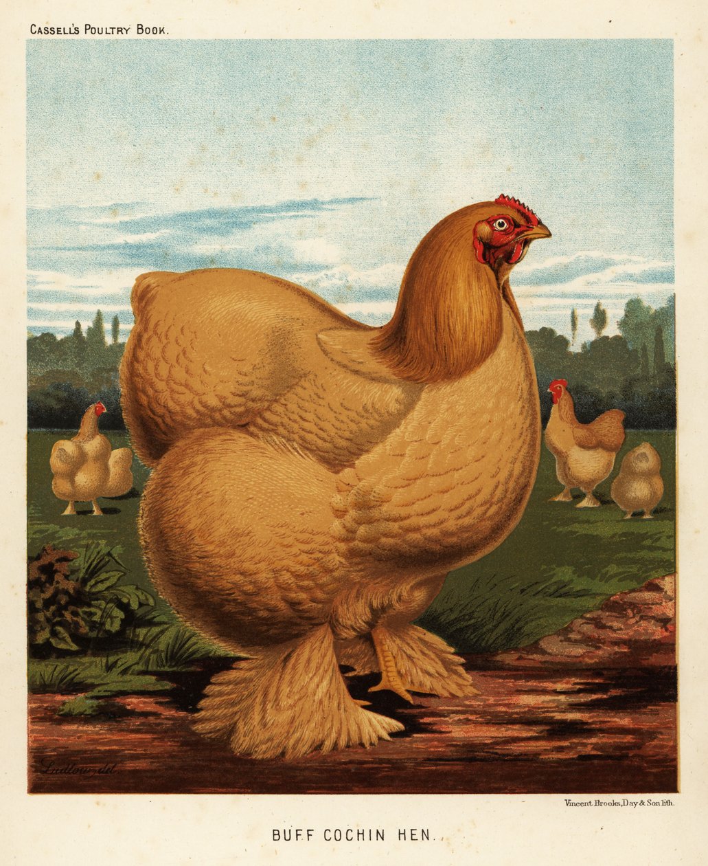 Buff cochin høne af J. W. (after) Ludlow