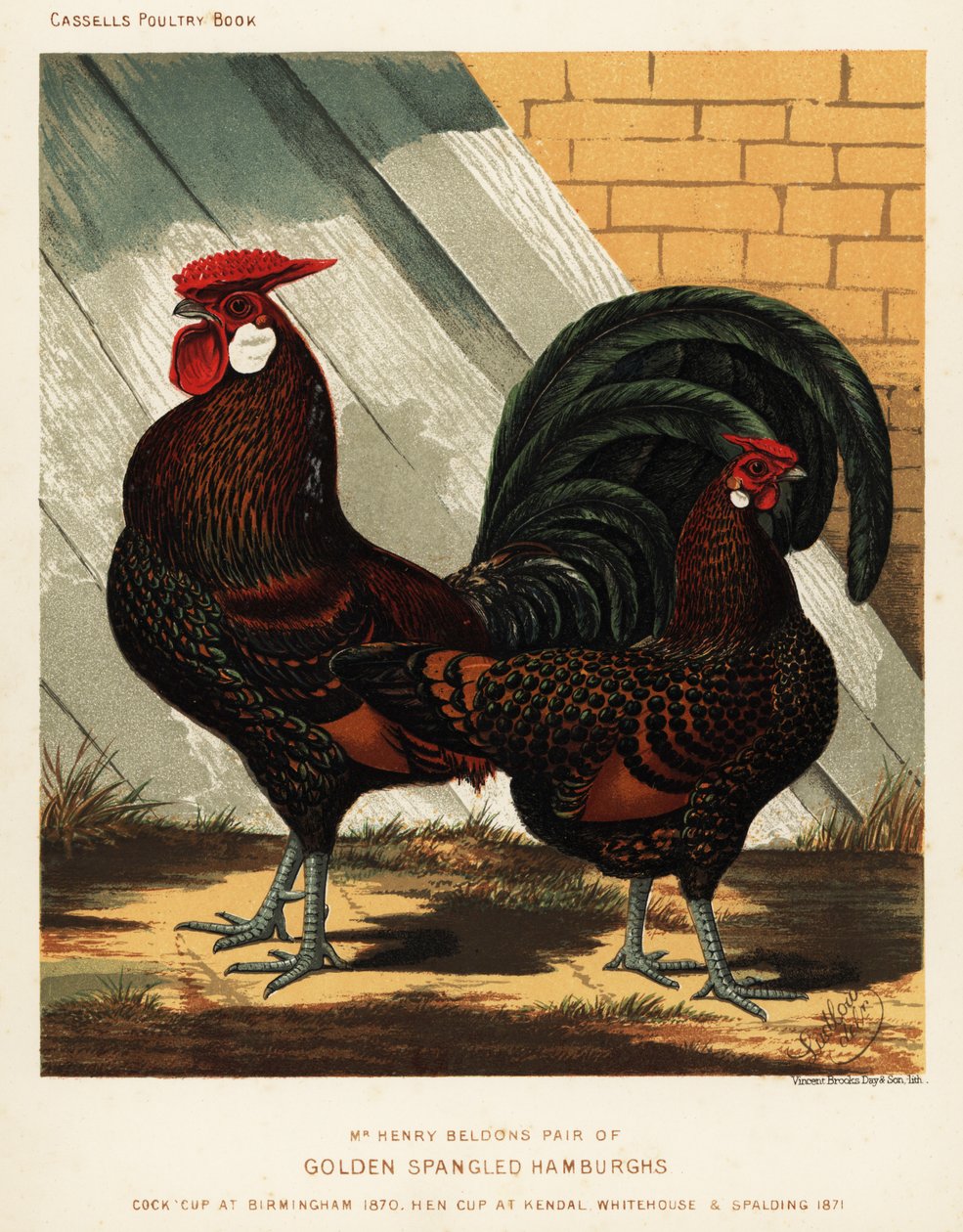 Golden spangled Hamburgh hane og høne af J. W. (after) Ludlow