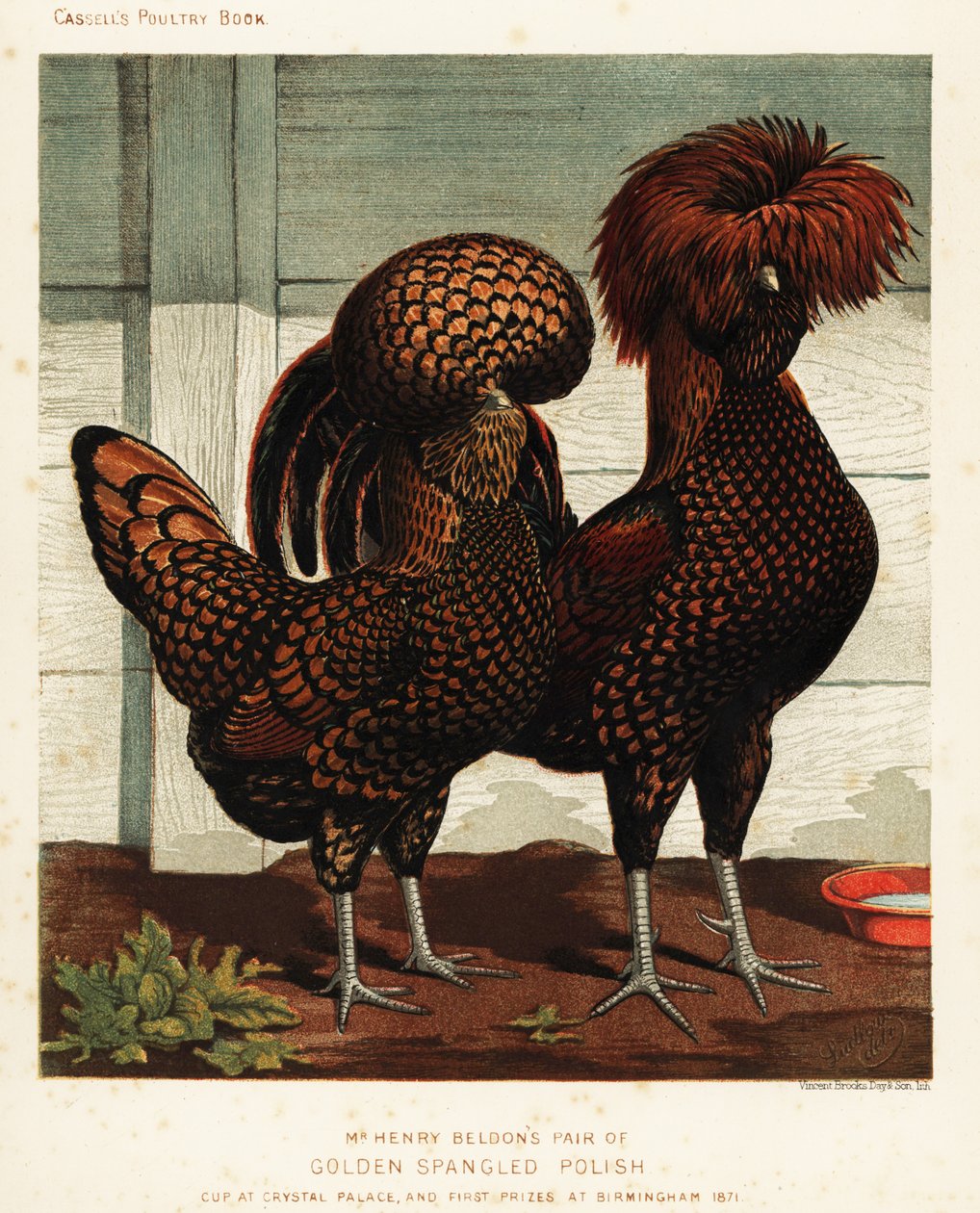 Golden spangled polsk hane og høne af J. W. (after) Ludlow