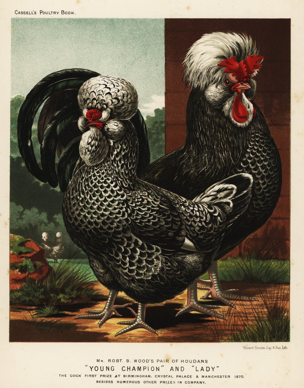 Houdan eller Poule de Houdan hane og høne af J. W. (after) Ludlow